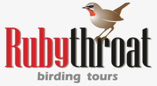 Bird Paradise Of Central Asia - Old World Flycatcher #9808726