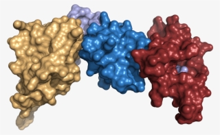 The Scaffold Idea - Protein Scaffold Structure #9810630