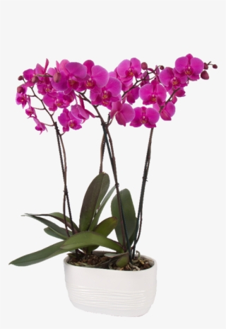 Varieties - Moth Orchid #9812219