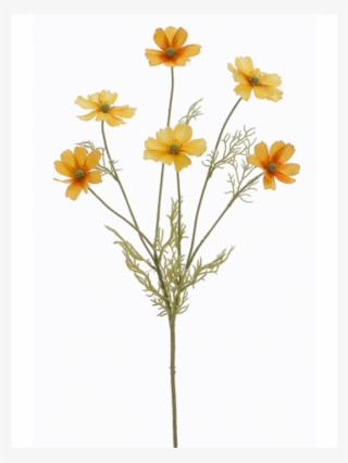 31" Cosmos Spray Yellow - Marguerite Daisy #9812315