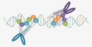 Ge 2 14 18 - Restriction Enzymes Molecular Scissors #9812936