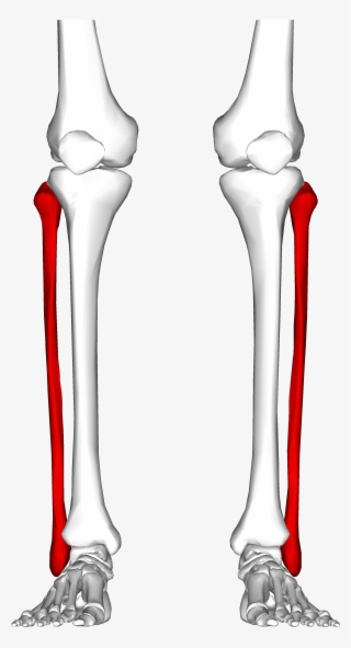 Figure 1 Where The Fibula Is Located In Humans - Fibula Gif #9813703