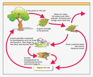 Figure Diagrammatic Representation Of Decomposition - Economic Importance Of Fungi And Bacteria #9816778
