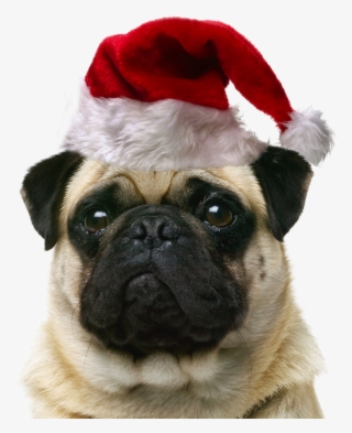 Pet Cat Dog Puppy Sitting Free Hd Image Clipart - Christmas #9818855