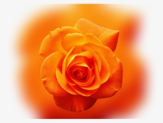Color Palette Ideas From Orange Rose Flower Image - Good Morning Thursday Orange #9819925