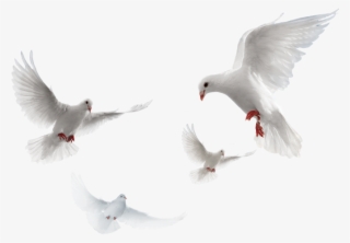 حمام Png #9820197