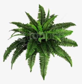 Free Png Plants Png Pic Png Images Transparent - Transparent Plants Png #9820285