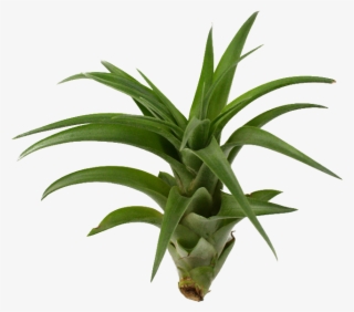 800 X 600 8 - Air Plant Transparent #9820529