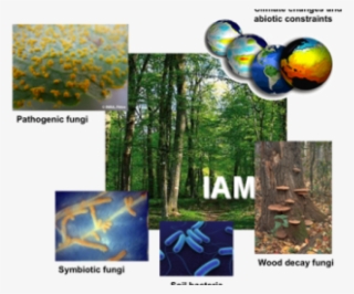 Umr-iam - Tree #9821534