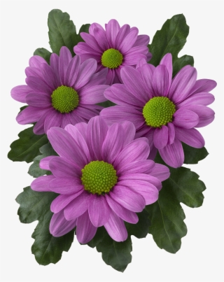 Back - Barberton Daisy #9823887