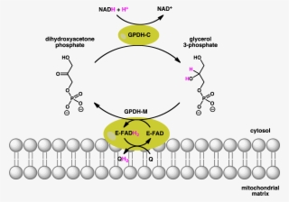 Gpdh Shuttle - Glycerol 3 Phosphate Dehydrogenase Reaction #9824078