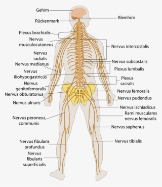 File Te Nervous System - Human Nervous System Diagram Labeled #9824466