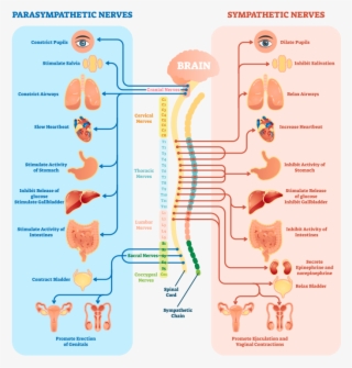 Its Resources Without Replenishing Them - Nerve System Diagram Labeled #9824875