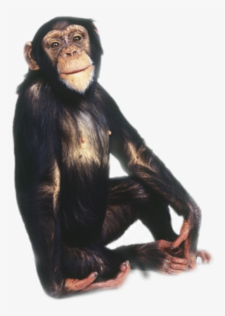 Monkey #9831147