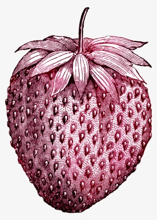Tattoo Vintage Ice Strawberry Fruit Drawing Cream Clipart - Vintage Strawberry Black And White #9832632