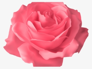 Pink Rose Clipart Png Format - Transparent Background Purple Roses Transparent #9832854