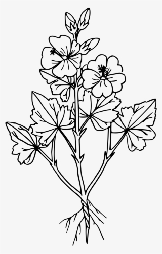 This Free Icons Png Design Of Monro's Scarlet Globemallow - Scarlet Globemallow Drawing #9832997