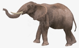 Free Png Download Elephant Png Images Background Png - Different Animals With Names #9833406