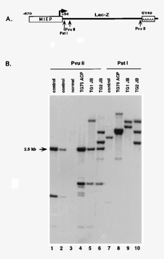 Construct Used To Generate Miep Lacz Transgenic Mouse - Number #9836465