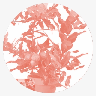 Obscured By A Kefir Lime Bush And A Wild Geranium Wolfman #9837497