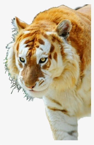 Golden Tabby Tiger #9839459