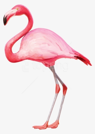 Free Png Download Flamingo Png Images Background Png #9839803 Free Png Download Flamingo Png Images Background Png #9839803