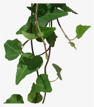 Ivy Png #9841510