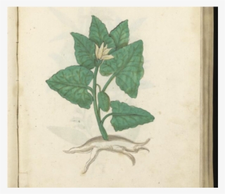 Cucumero Asinino Welcome Library Wms - Fish #9841861