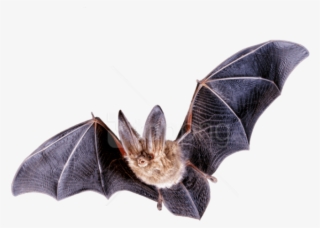 Free Png Download Bat Flying Png Images Background - Fruit Bat Flying Transparent #9844732