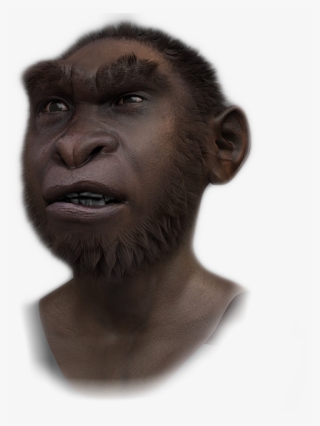 Gorilla #9844918