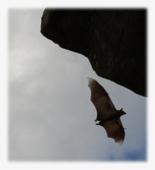 Bat - Little Red Flying Fox #9844923