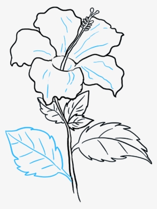 Drawings Of Hibiscus Flowers How To Draw A - Hibiscus Drawing #9846114