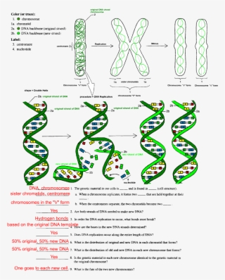 Dna Replication Worksheet Middle School #9849164