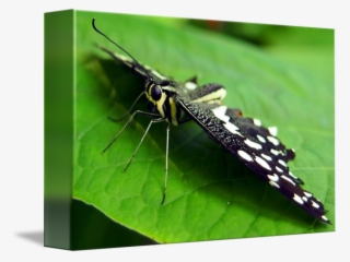 Bfp Black Butterfly Spotted - Macro Photography #9851298