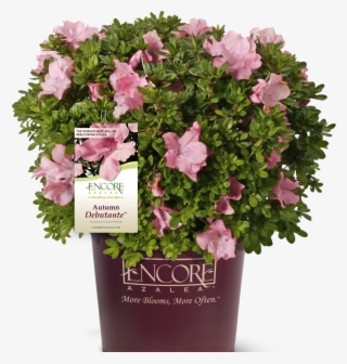 Autumn Debutante Encore Azalea In Branded Pot Main - Flowerpot #9856421