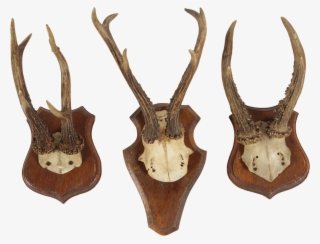 Transparent Deer Antlers - Deer #9859889