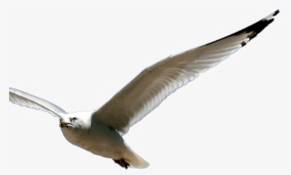 Beauty - Great Black-backed Gull #9862731