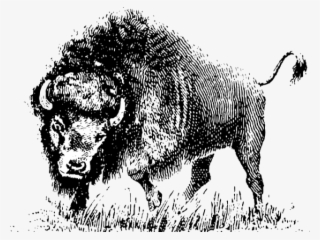 Buffalo Clipart Png - Vector Black And White Buffalo #9863296 Buffalo Clipart Png - Vector Black And White Buffalo #9863296