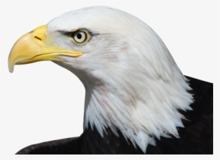Bald Eagle Png Transparent Images - American Eagle Head Png #9863563