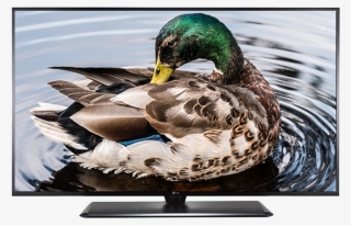 32lv340h 1 - Mallard #9865082