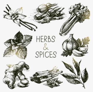 Svg Spice Herb Royalty Free Floating A Variety - Drawing Of Herbs Sketches #9866353