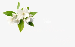 Cleanliness - Jasmine Flower Hd Png #9866685