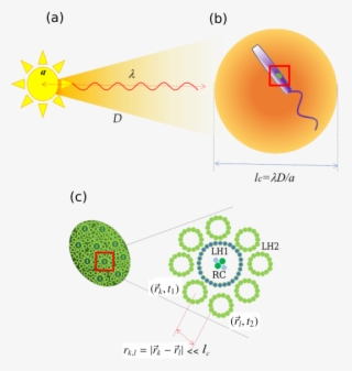 Thermal Light And Photosynthetic Complexes - Diagram #9868071