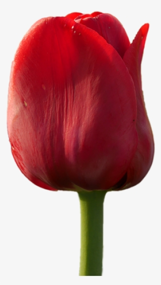 Tulip Flower Free Png Transparent Images Free Download - Sprenger's Tulip #9868477