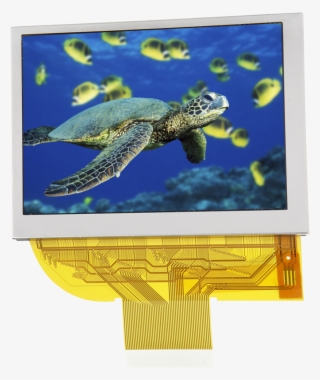128 X 64 Yellow Graphic Mono Oled - Green Sea Turtle Community #9869574