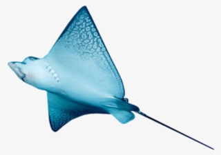 Eagle Ray #9872510
