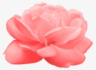 Free Png Download Rose Png Images Background Png Images - White Rose Png #9875107 Free Png Download Rose Png Images Background Png Images - White Rose Png #9875107