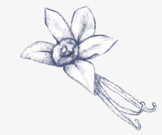 The Usage Of Vanilla Dates Back To The Aztec Era And - Sketch #9875262 The Usage Of Vanilla Dates Back To The Aztec Era And - Sketch #9875262