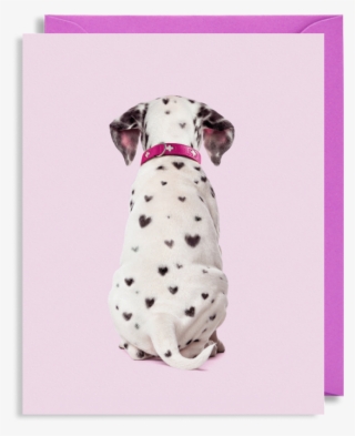 Dalmatian Dog #9875681