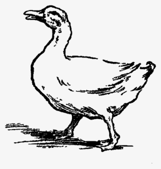 Digital Stamp Design - Duck #9876648